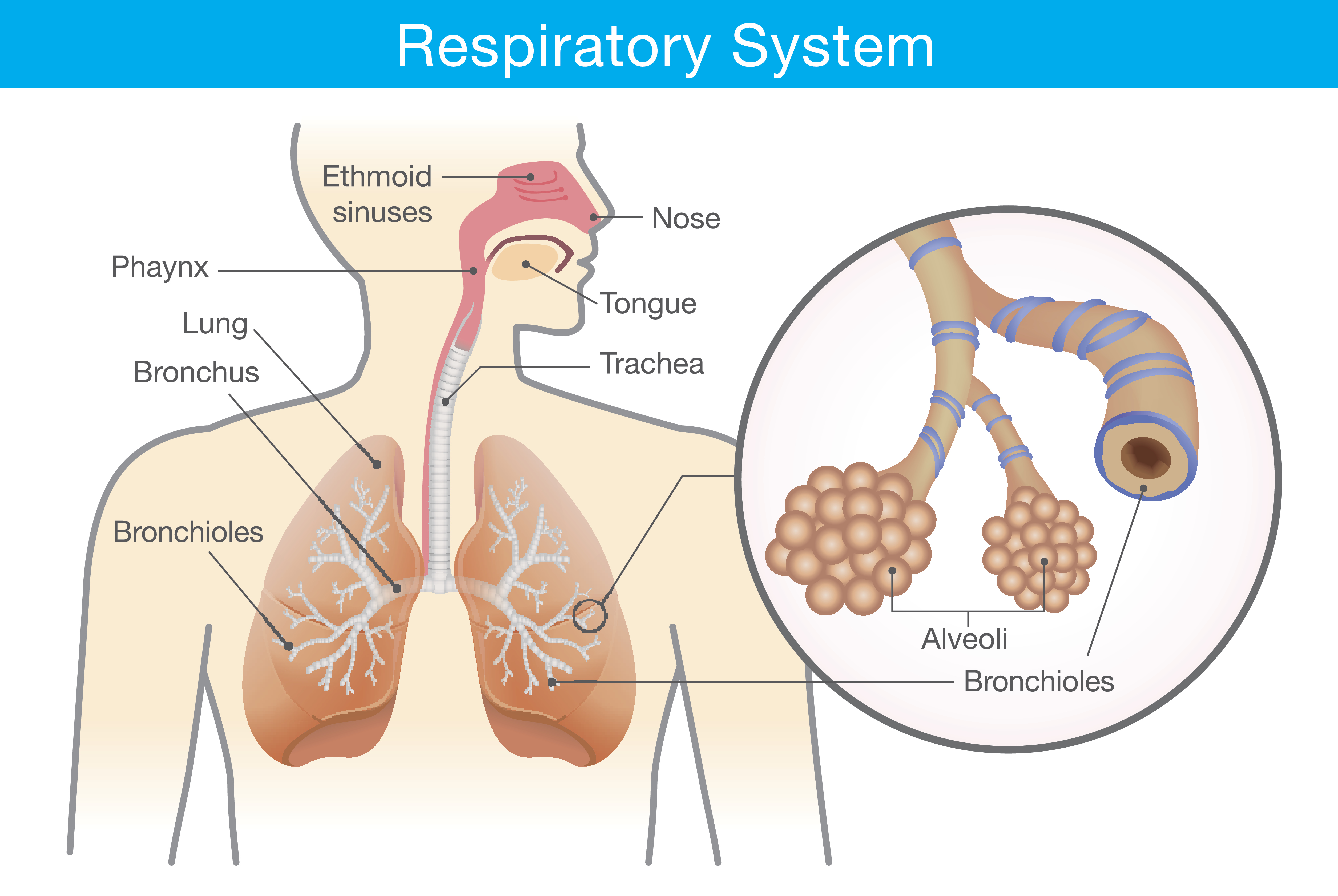 Lung Cancer Diagram For Kids Little Boy And Lungs Diagram Download